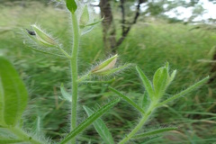 Crotalaria mysorensis